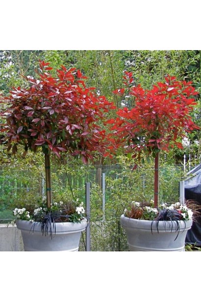 Фотинія Ред Робін формована як дерево